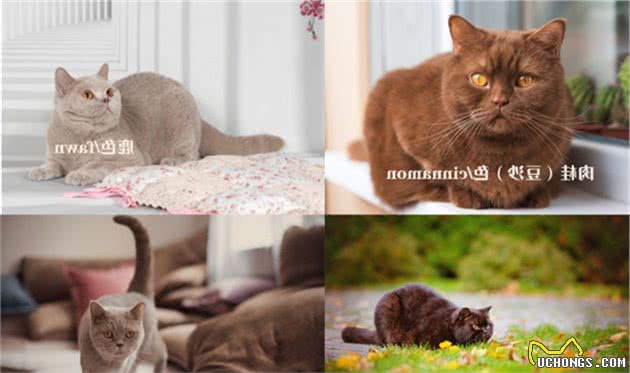 英国短毛猫，不太常见的毛色，你都见过吗？