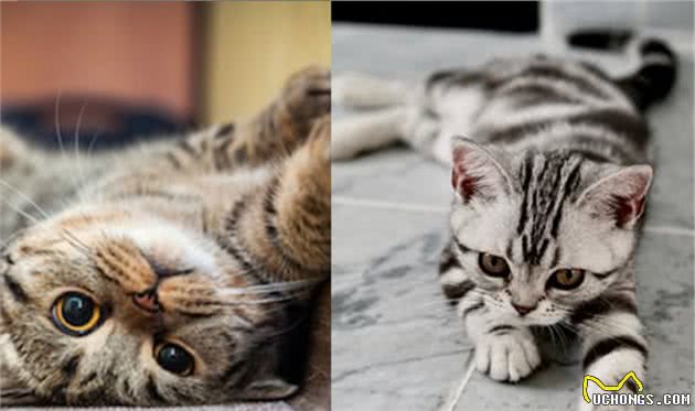 英国短毛猫，不太常见的毛色，你都见过吗？