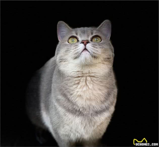 英国短毛猫，不太常见的毛色，你都见过吗？