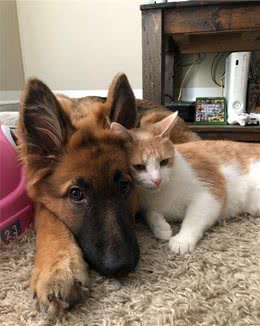 17张猫狗的可爱抱抱照，根本不是冤家啊