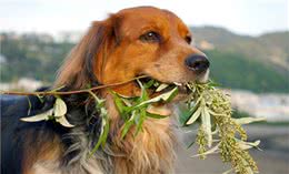 狗狗为什么爱吃大便？真的是狗改不了吃屎吗？