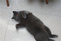 你家的猫咪听得懂自己的名字吗？没想到它们会这样！猫：我又不傻