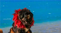 西藏藏獒，合影一张10元以上，世界最凶猛犬种如今变小猫