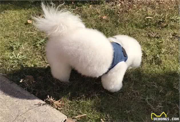 辟谣，泰迪和比熊相似却被更多人饲养，背后原因在于赶上了好时机