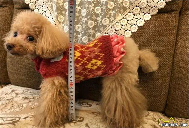 辟谣，泰迪和比熊相似却被更多人饲养，背后原因在于赶上了好时机