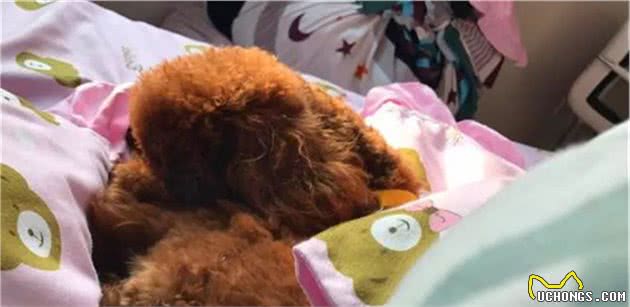 辟谣，泰迪和比熊相似却被更多人饲养，背后原因在于赶上了好时机