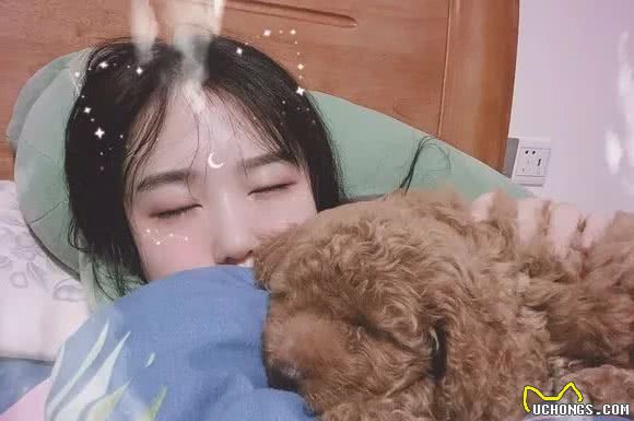 辟谣，泰迪和比熊相似却被更多人饲养，背后原因在于赶上了好时机