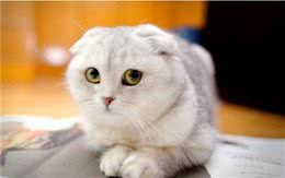世界上猫猫种类之苏格兰折耳猫