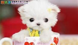 注意啦—挑选茶杯犬有技巧，购买的时候要注意以下几点