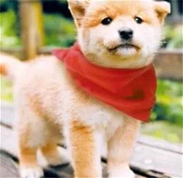 柴犬小课堂之柴犬的伴侣犬特性