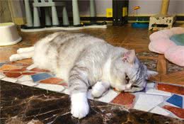 猫咪们的夏日场景，因过于炎热而成为一滩猫汁