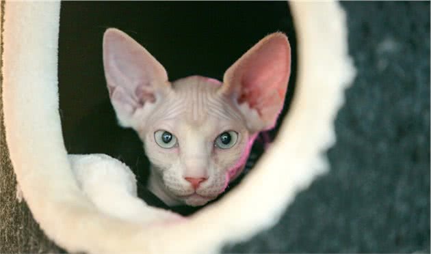 无毛猫到底是什么品种，为什么那么贵还被人们喜爱？