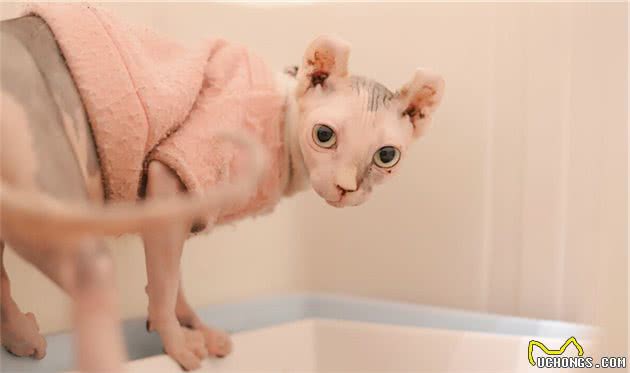 无毛猫到底是什么品种，为什么那么贵还被人们喜爱？