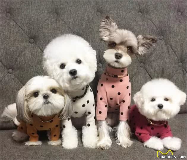 狗狗克隆：有趣的灵魂无法复制