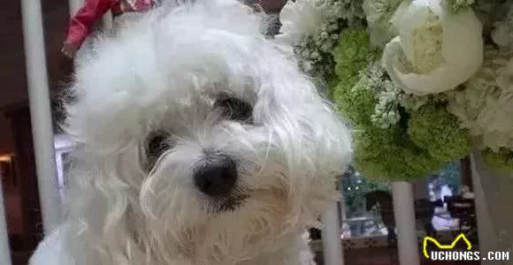 狗狗克隆：有趣的灵魂无法复制
