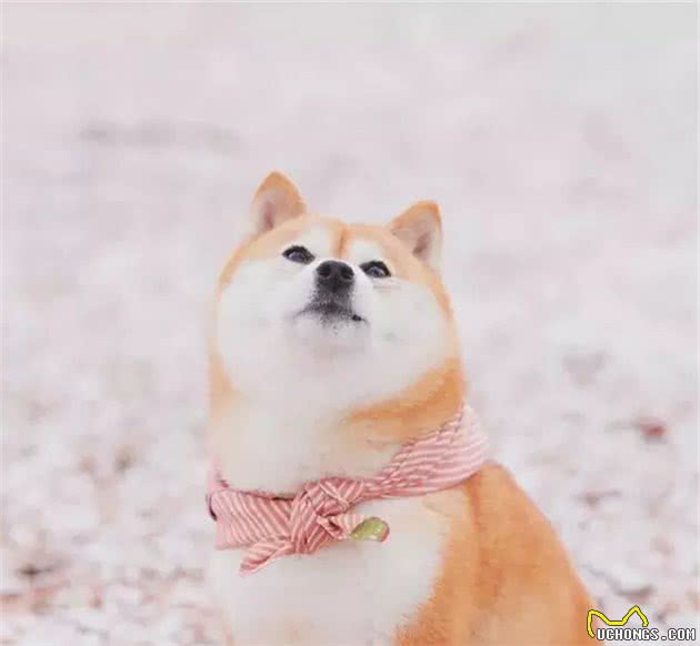 狗狗克隆：有趣的灵魂无法复制