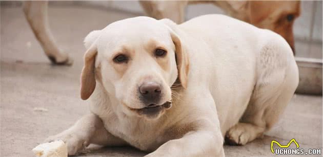 为什么拉布拉多犬那么能吃？温柔的工作犬不为人知的一面