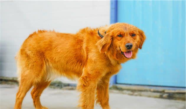 宠物行为学：宠物犬为何看到同伴，会一言不合就上前＂打架＂