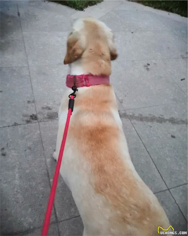 宠物行为学：宠物犬为何看到同伴，会一言不合就上前＂打架＂