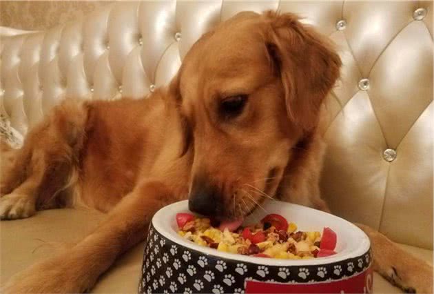 狗狗宁愿饿肚子也不吃狗粮，宠主怎么办？