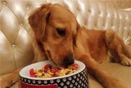 狗狗宁愿饿肚子也不吃狗粮，宠主怎么办？