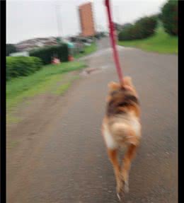 网友出门跑步遛狗，把狗累得直接就倒在了路边，狗：你是真的狗