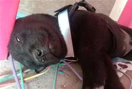 从睡姿了解狗子，其实狗子想对你说...