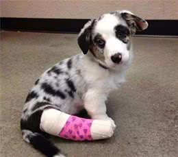 狗狗骨折之后如何进行紧急处理？要注意这些狗狗特别容易骨折