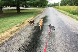 狗狗散步极易发生交通事故，绝大部分是主人疏忽引发，分分钟致命