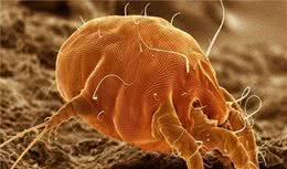 狗狗经常甩头，耳朵里有耳螨还是污垢？