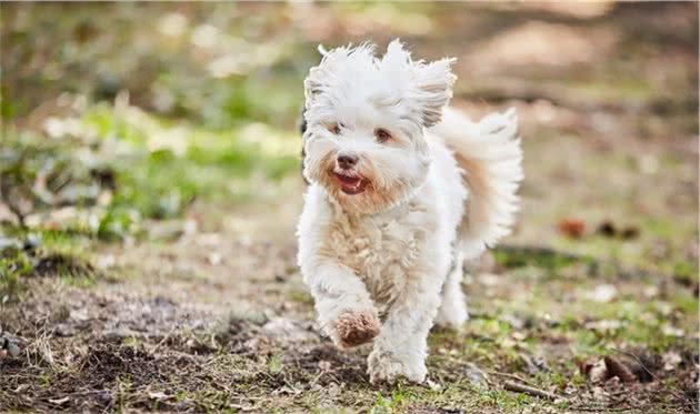 比熊犬忽然出现“腿瘸”，不能走路的5大原因！你家狗有中过吗