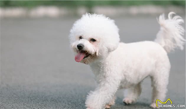 比熊犬忽然出现“腿瘸”，不能走路的5大原因！你家狗有中过吗