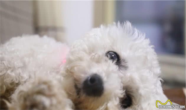 比熊犬忽然出现“腿瘸”，不能走路的5大原因！你家狗有中过吗