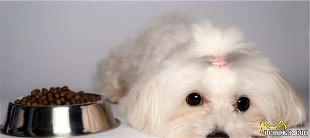 比熊犬忽然出现“腿瘸”，不能走路的5大原因！你家狗有中过吗