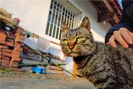 在国内很常见、在国外地位不输品种猫的狸花猫，真香