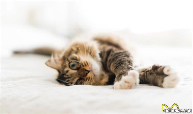 连屎都敢吃，猫咪异食癖真可怕