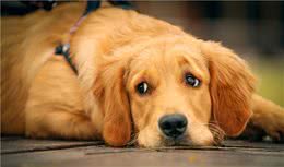 养狗，千万别买这些东西，买了等于白花钱