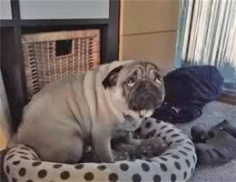 狗狗犯错后常见的6种反应类型，你家狗子是哪一种？