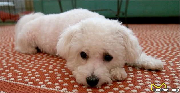 比熊犬最害怕的5件事，对它做就是给它“上刑”