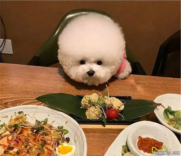 比熊犬最害怕的5件事，对它做就是给它“上刑”