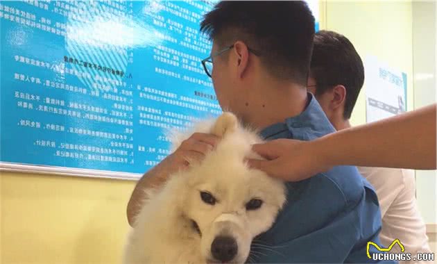 医生给萨摩耶看病，没想到狗狗直接背过身，多亏主人上前镇压