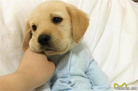 拉布拉多犬毛发变暗淡、无光泽该怎么办？