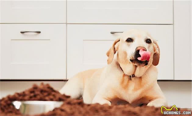 拉布拉多犬毛发变暗淡、无光泽该怎么办？