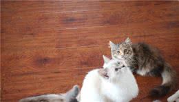养猫知识分享：如何在买猫时判断猫咪是否健康？观察哪些方面？