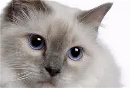 细数那些最适合做伴侣的猫咪，没有经验也可以一起来撸猫咯