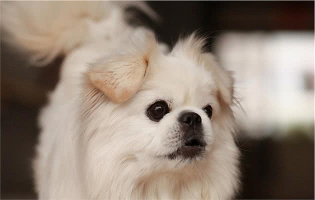 “京巴犬”为何越来越少养？这些原因，大写的现实