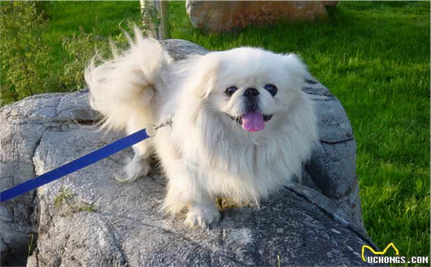 “京巴犬”为何越来越少养？这些原因，大写的现实
