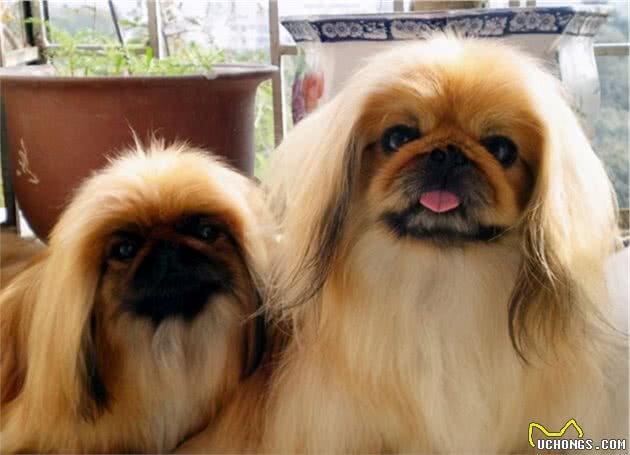 “京巴犬”为何越来越少养？这些原因，大写的现实