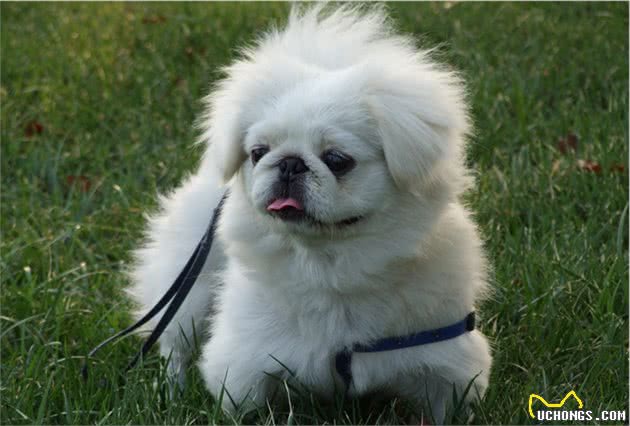 “京巴犬”为何越来越少养？这些原因，大写的现实