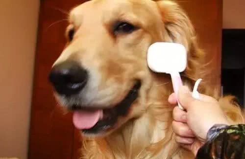 如何在家梳理你的爱犬？